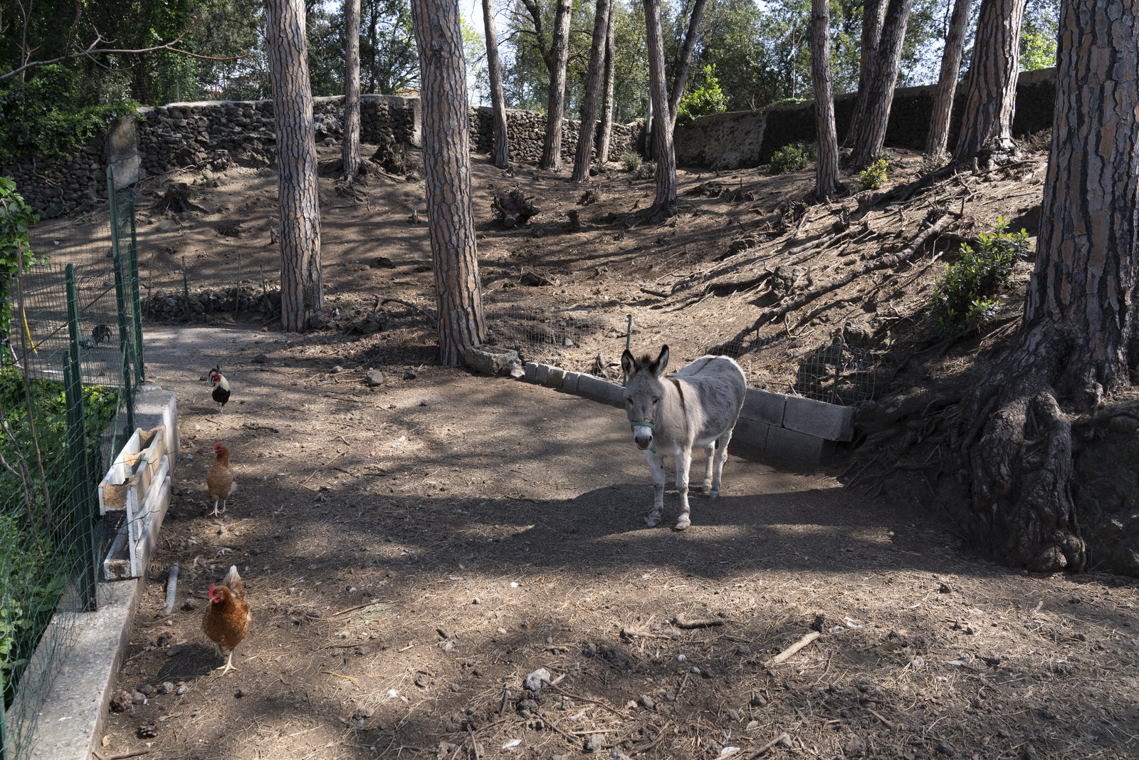 Tenuta Carandini - Foto 11
