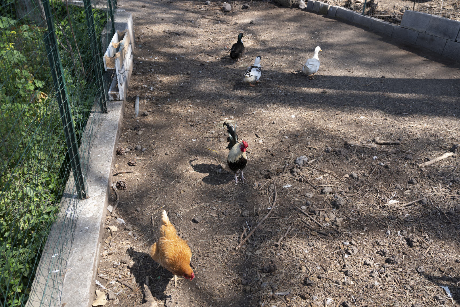 Tenuta Carandini - Foto 12