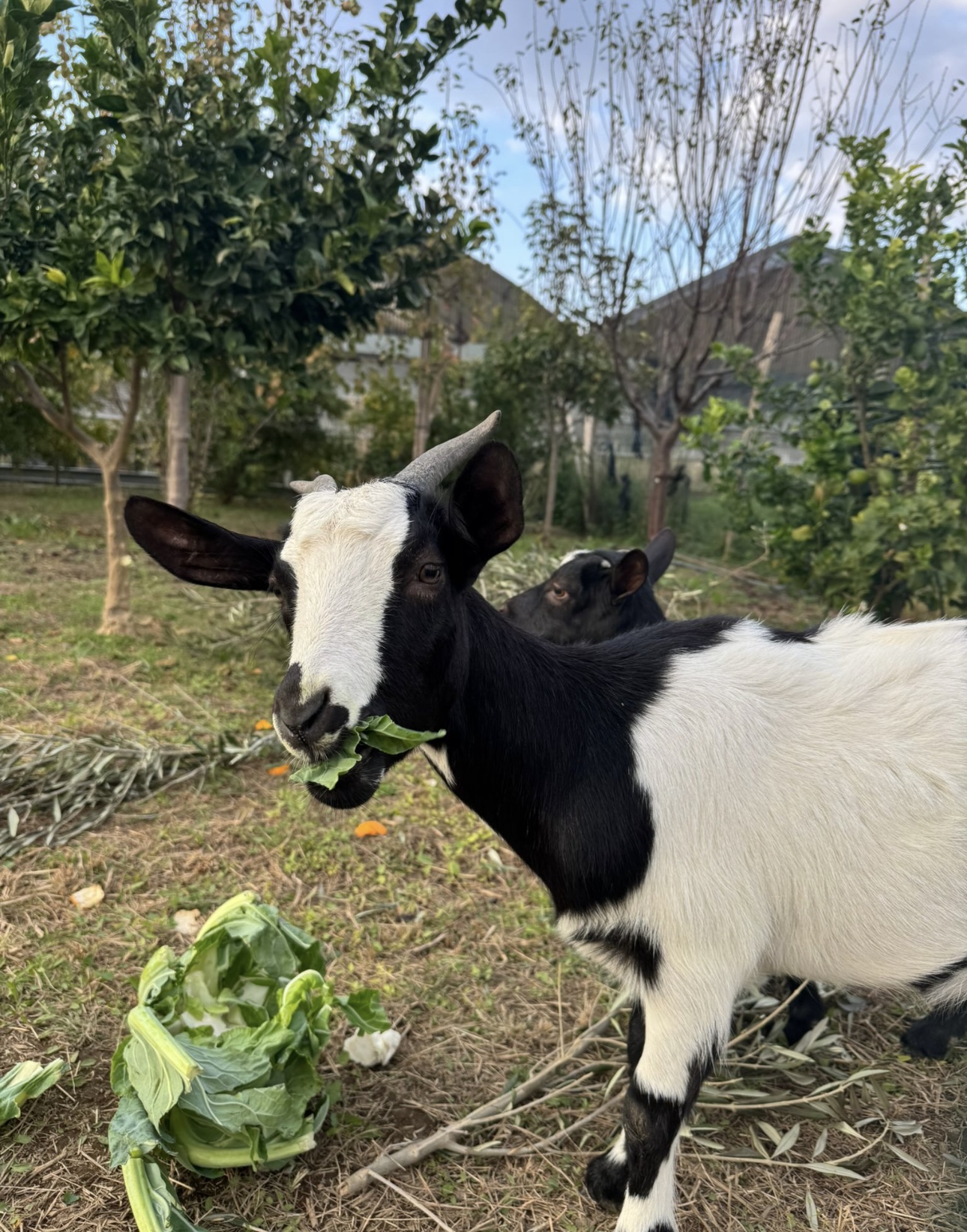 Fiori di Lillà - Foto 6