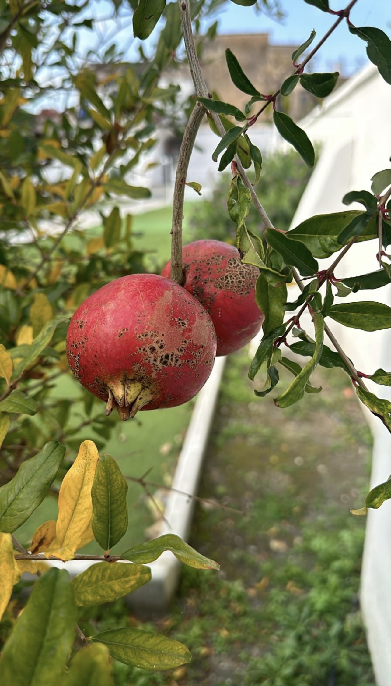 Fiori di Lillà - Foto 7