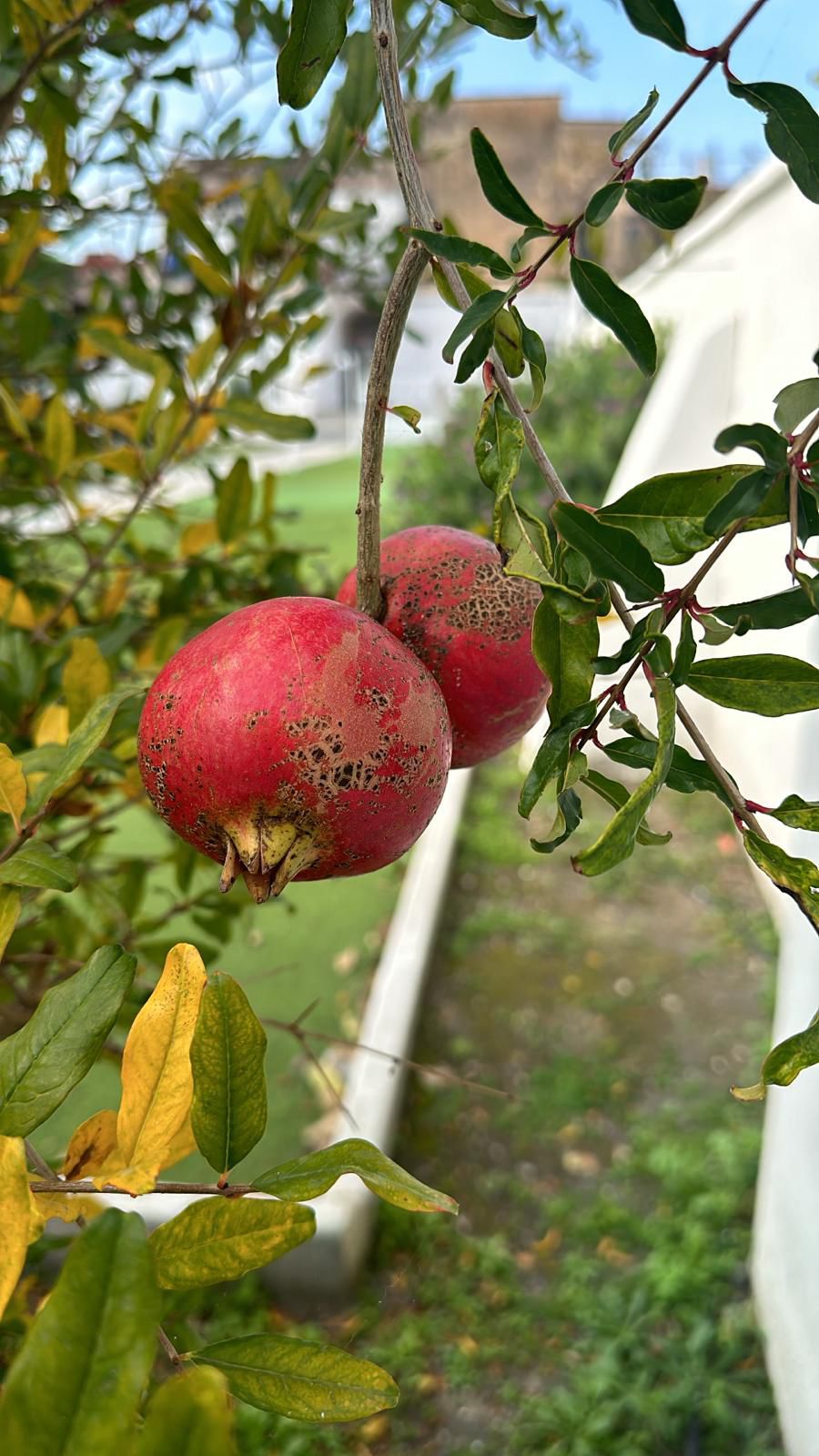 Il Melograno - Foto 2